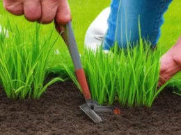 Jak pozbyć się chwastów z trawnika