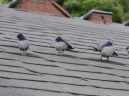 Jak pozbyć się gołębi z dachu