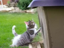 Jak pozbyć się kotów z podwórka
