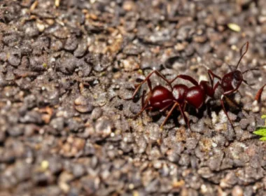 Jak pozbyć się mrówek