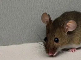 Jak pozbyć się myszy ze ścian