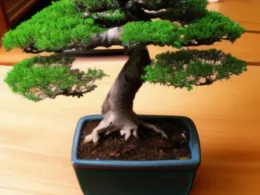 Jak samemu zrobić drzewko bonsai